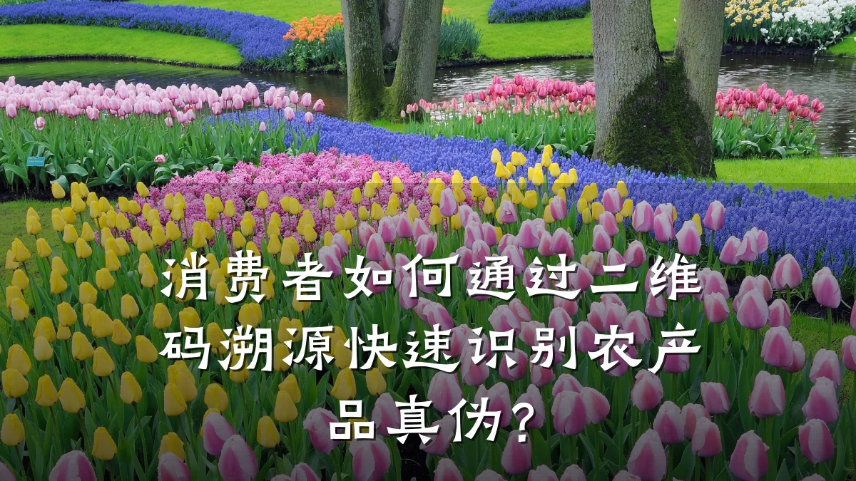 消费者如何通过二维码溯源快速识别农产品真伪？