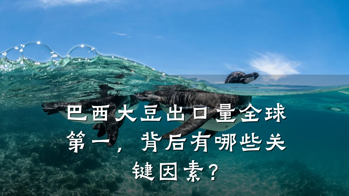 巴西大豆出口量全球第一，背后有哪些关键因素？