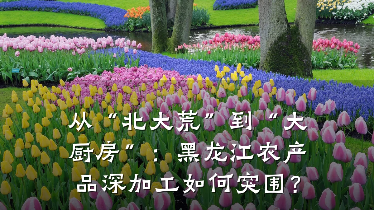 从“北大荒”到“大厨房”:黑龙江农产品深加工如何突围?