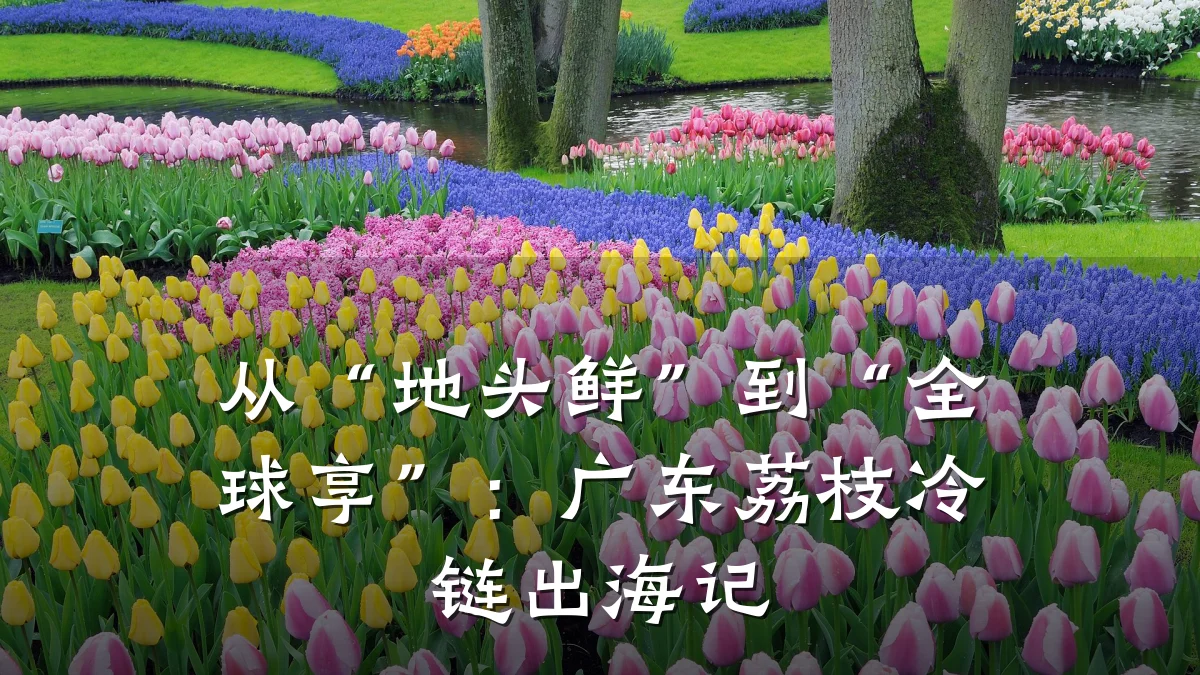 从“地头鲜”到“全球享”:广东荔枝冷链出海记