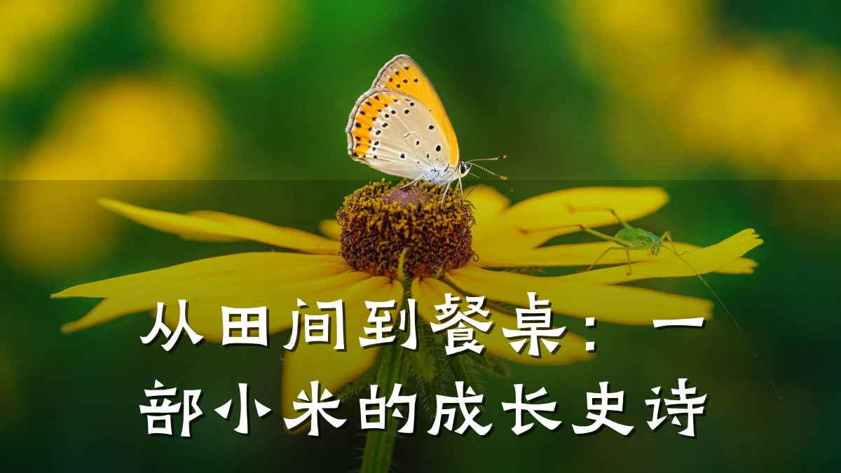 从田间到餐桌:一部小米的成长史诗
