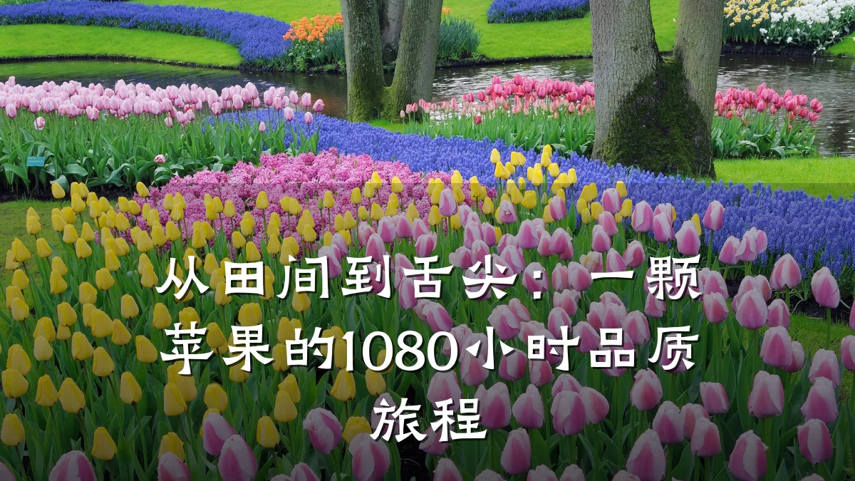 从田间到舌尖:一颗苹果的1080小时品质旅程