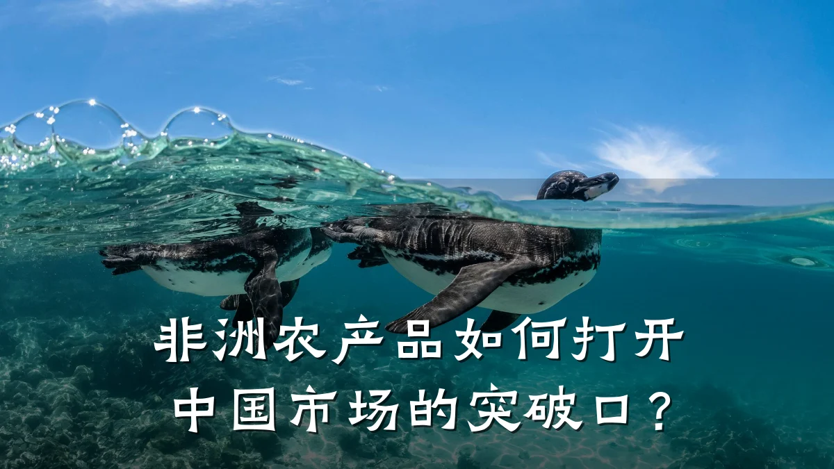 非洲农产品如何打开中国市场的突破口?
