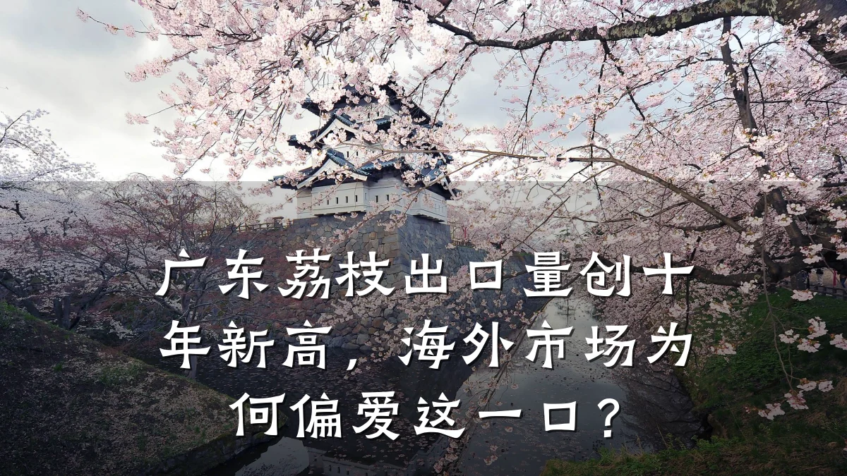 广东荔枝出口量创十年新高,海外市场为何偏爱这一口?