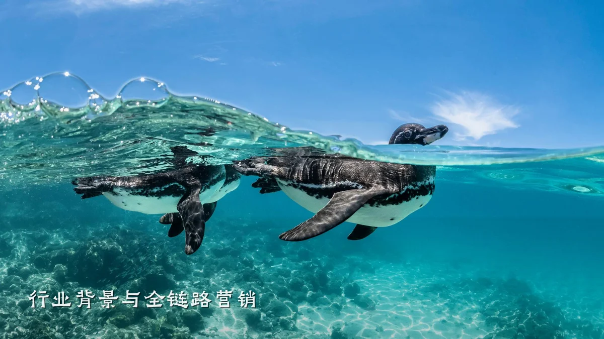 行业背景与全链路营销