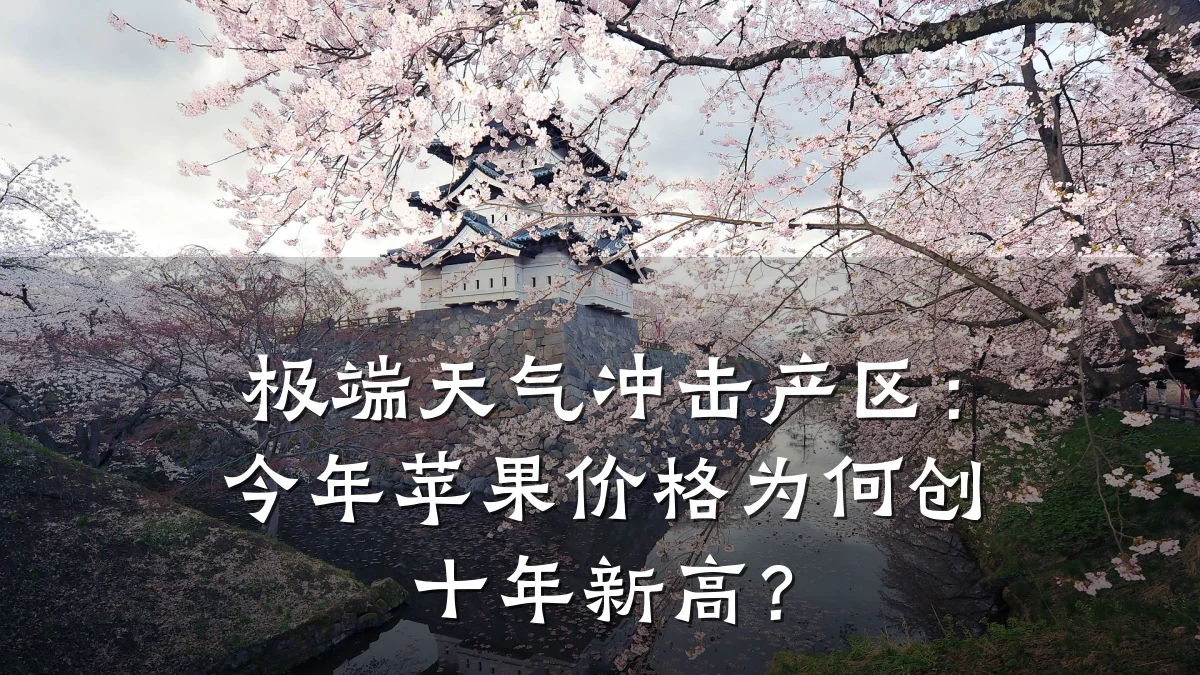 极端天气冲击产区：今年苹果价格为何创十年新高？