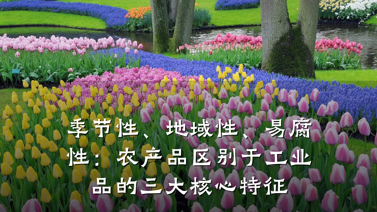 季节性、地域性、易腐性:农产品区别于工业品的三大核心特征