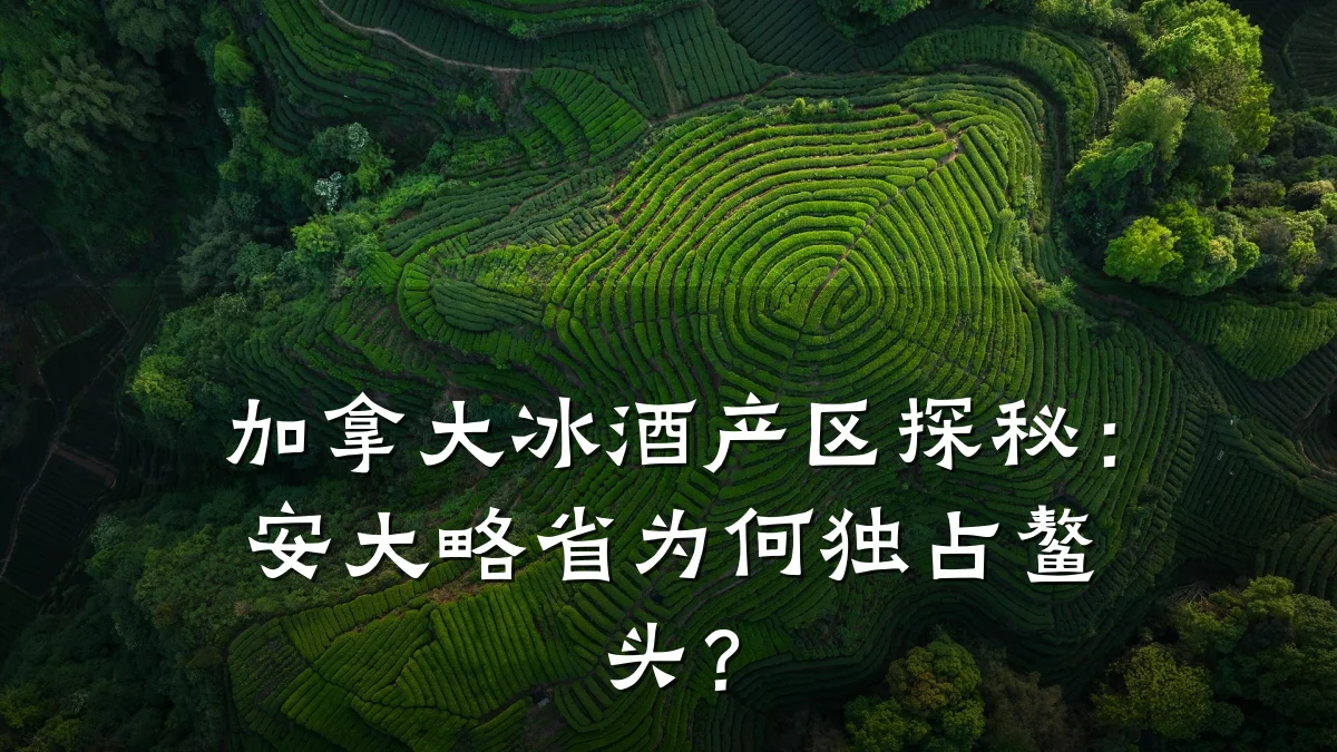 加拿大冰酒产区探秘:安大略省为何独占鳌头?