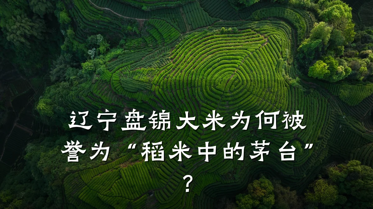 辽宁盘锦大米为何被誉为“稻米中的茅台”？