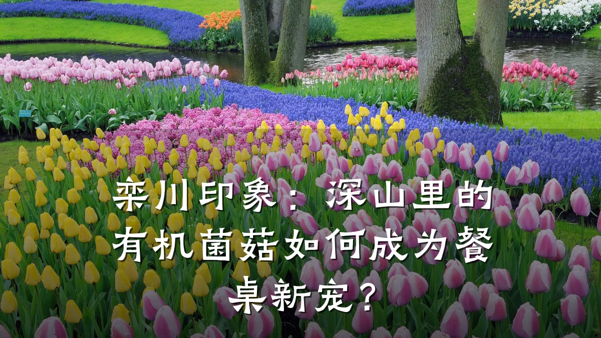 栾川印象:深山里的有机菌菇如何成为餐桌新宠?