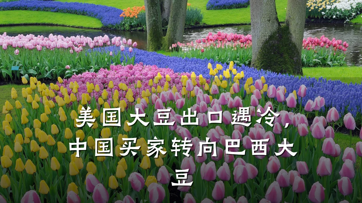 美国大豆出口遇冷,中国买家转向巴西大豆