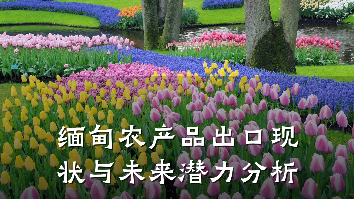 缅甸农产品出口现状与未来潜力分析