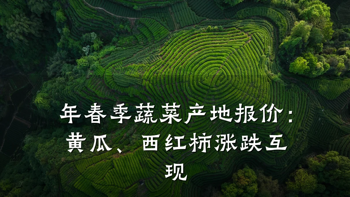 年春季蔬菜产地报价:黄瓜、西红柿涨跌互现