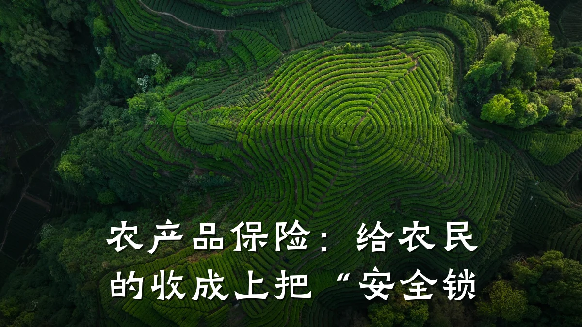 农产品保险:给农民的收成上把“安全锁