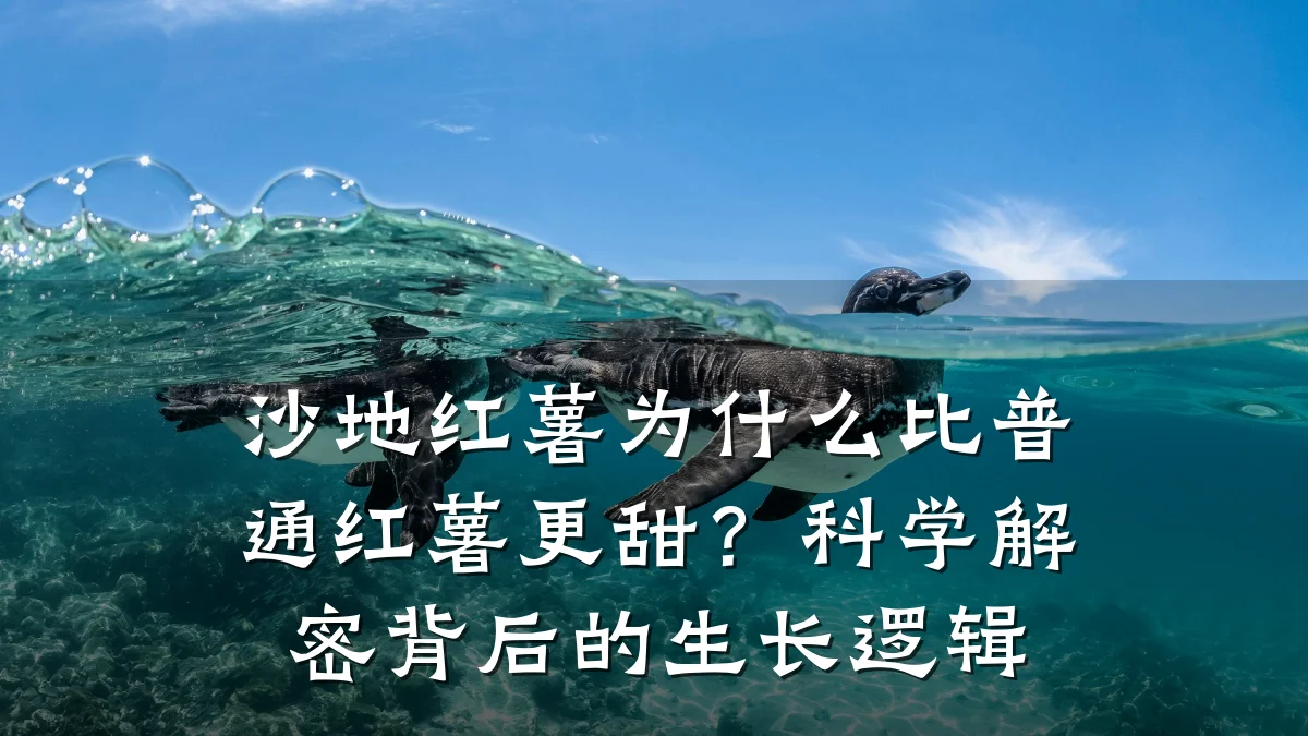 沙地红薯为什么比普通红薯更甜?科学解密背后的生长逻辑