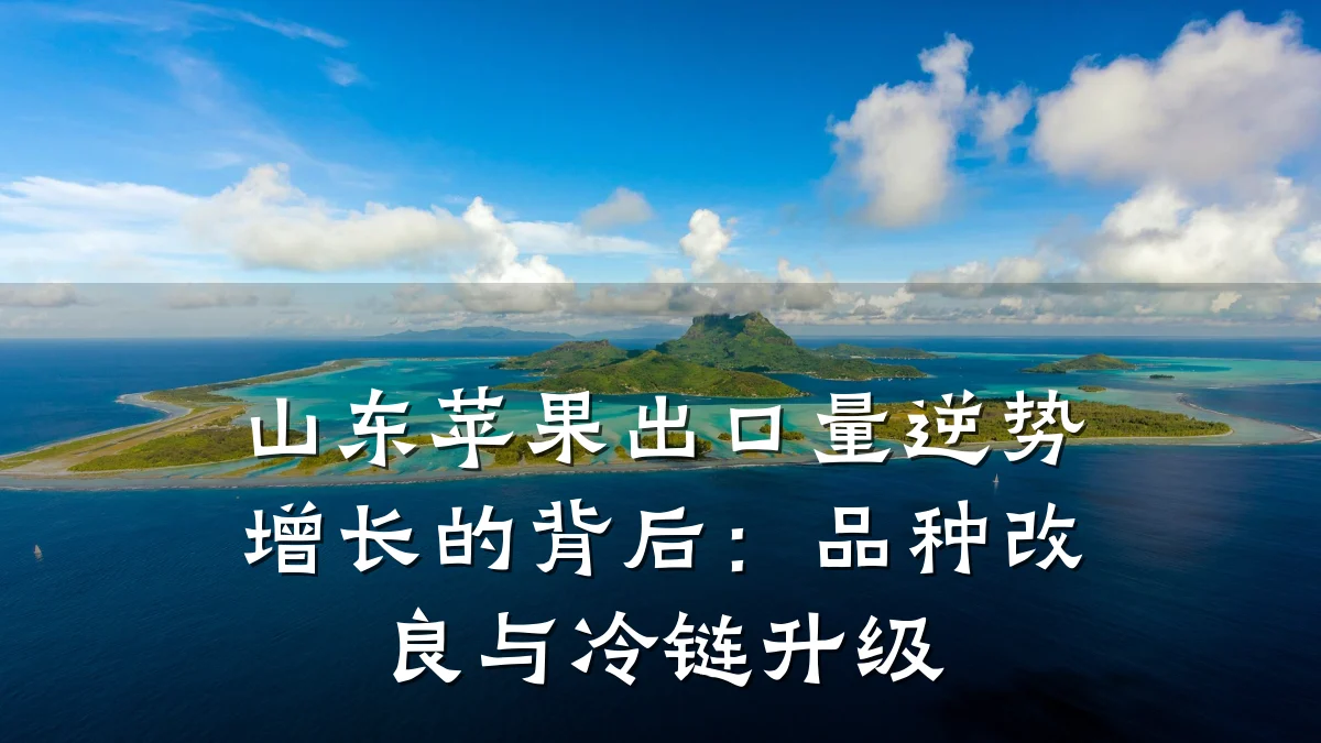 山东苹果出口量逆势增长的背后:品种改良与冷链升级