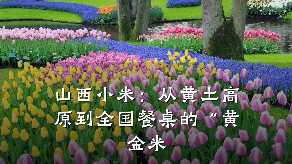 山西小米:从黄土高原到全国餐桌的“黄金米
