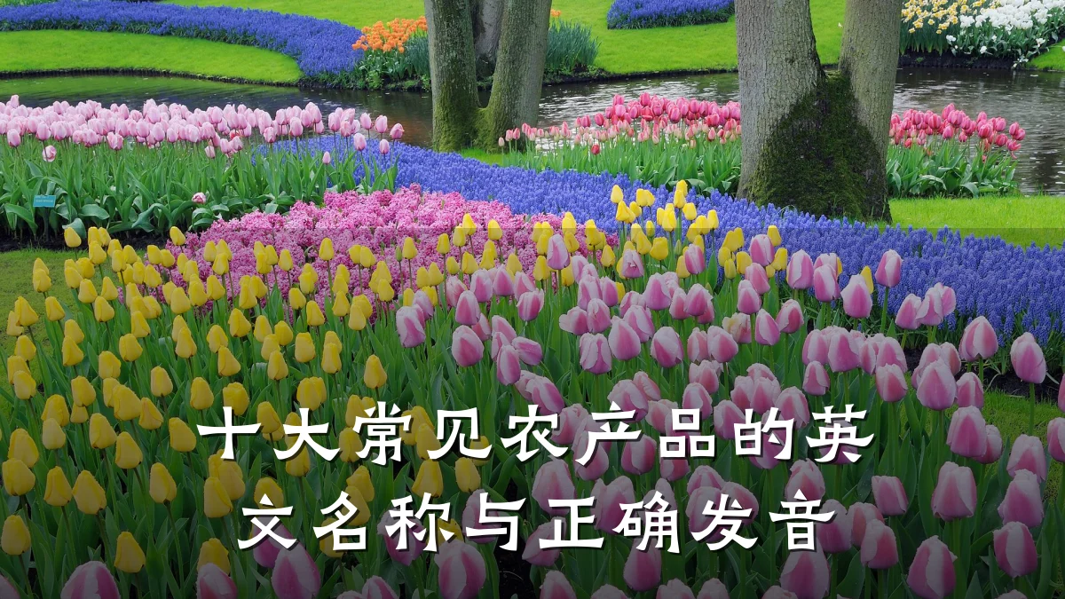 十大常见农产品的英文名称与正确发音
