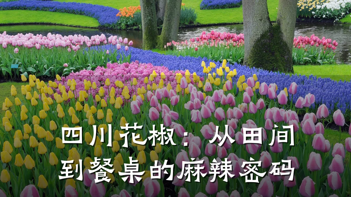 四川花椒:从田间到餐桌的麻辣密码