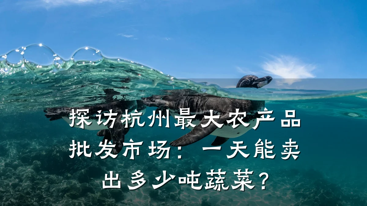 探访杭州最大农产品批发市场:一天能卖出多少吨蔬菜?