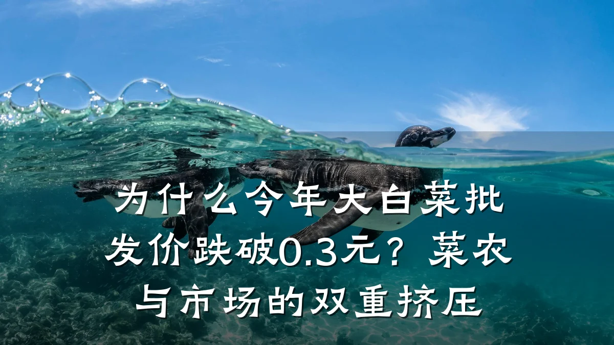 为什么今年大白菜批发价跌破0.3元?菜农与市场的双重挤压