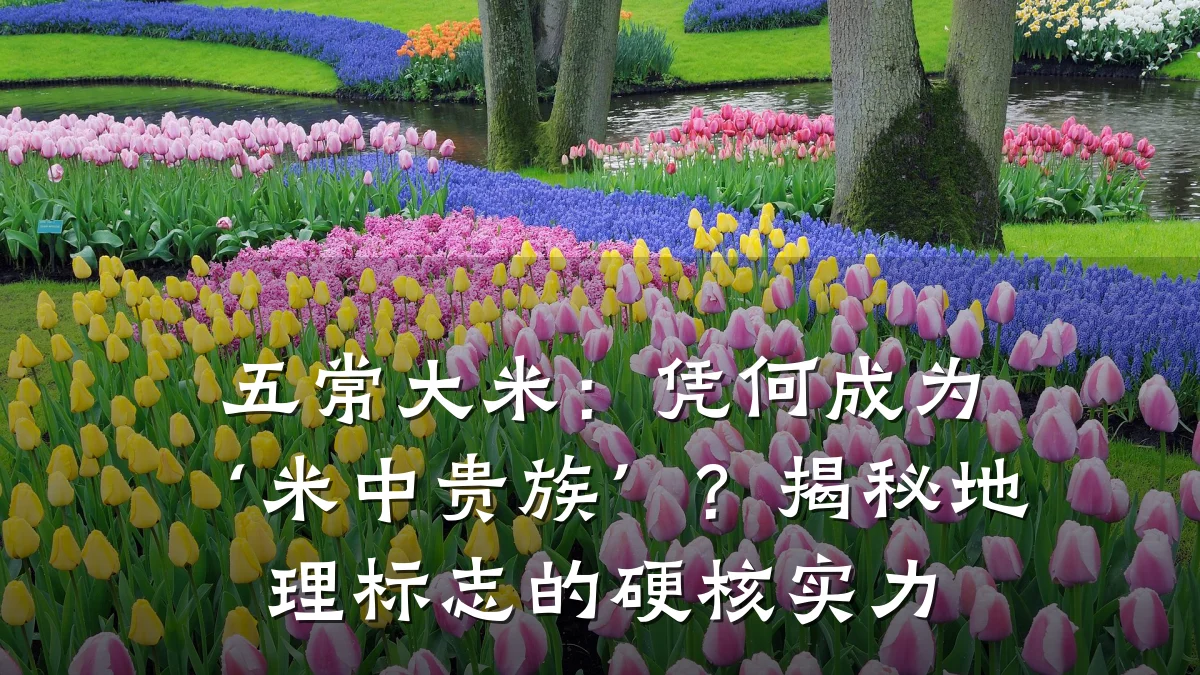 五常大米:凭何成为‘米中贵族’?揭秘地理标志的硬核实力