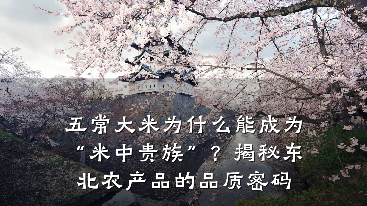 五常大米为什么能成为“米中贵族”?揭秘东北农产品的品质密码