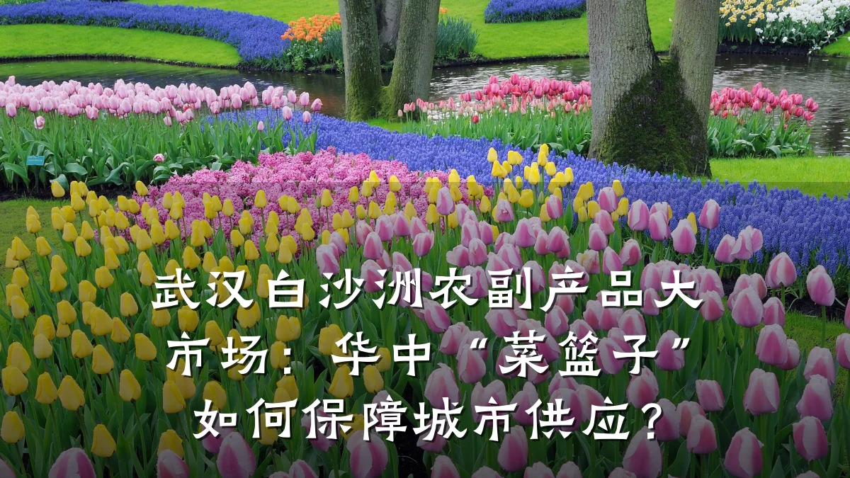 武汉白沙洲农副产品大市场:华中“菜篮子”如何保障城市供应?