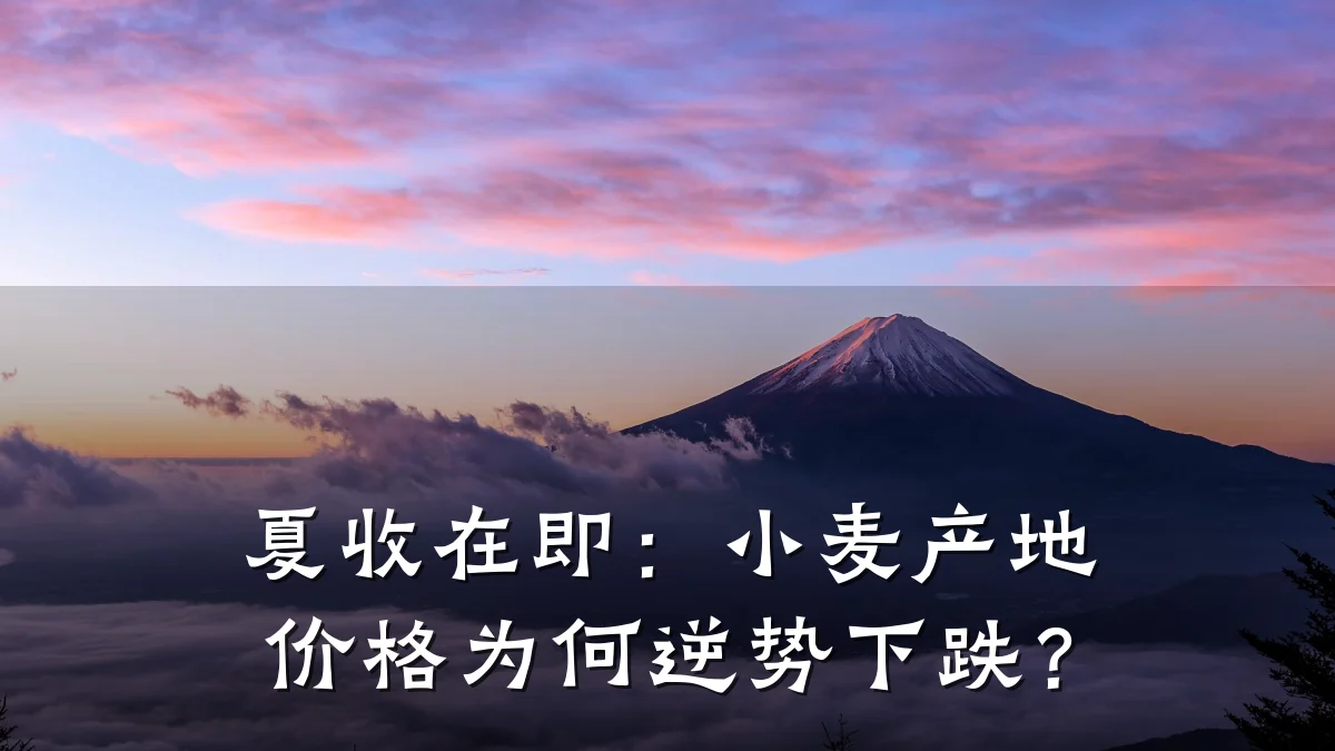 夏收在即:小麦产地价格为何逆势下跌?