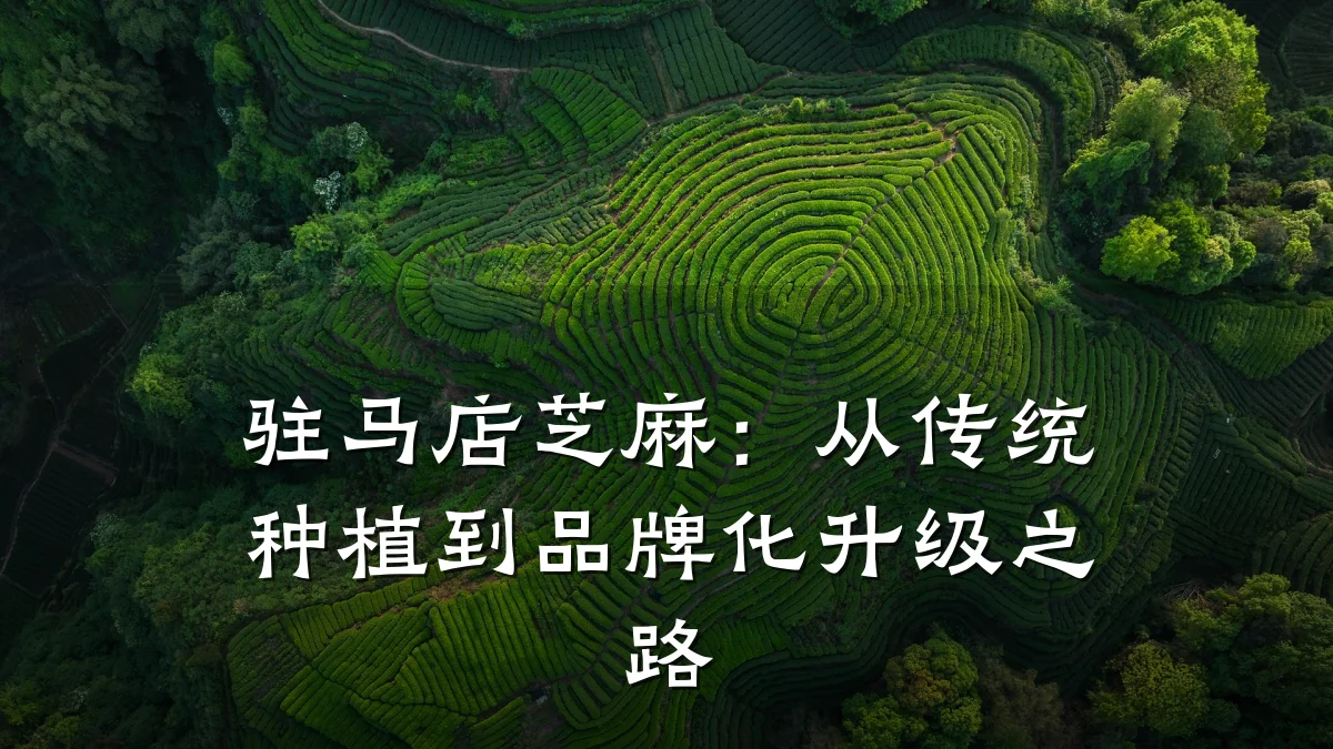 驻马店芝麻:从传统种植到品牌化升级之路