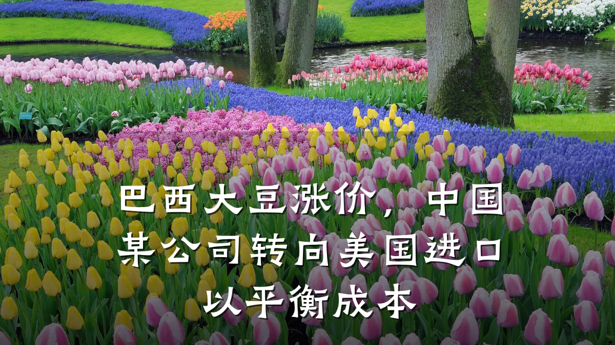 巴西大豆涨价，中国某公司转向美国进口以平衡成本
