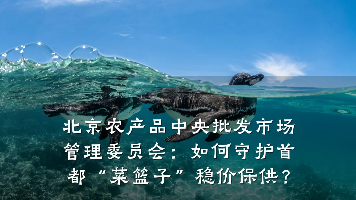 北京农产品中央批发市场管理委员会:如何守护首都“菜篮子”稳价保供?