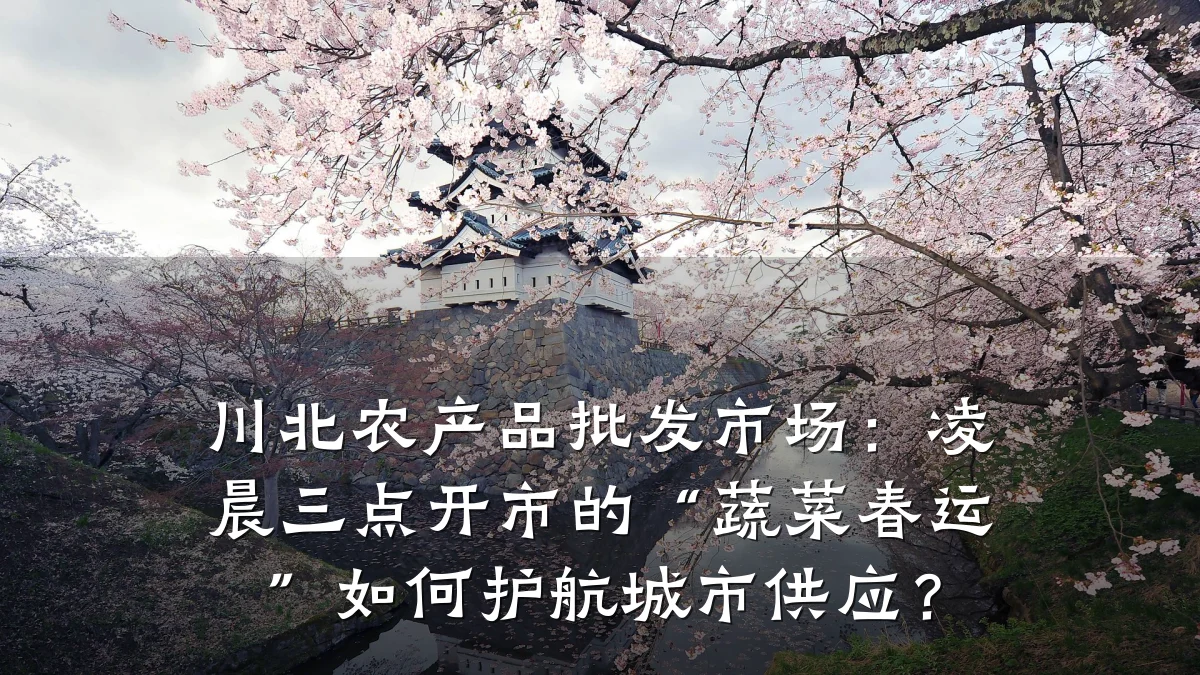 川北农产品批发市场:凌晨三点开市的“蔬菜春运”如何护航城市供应?