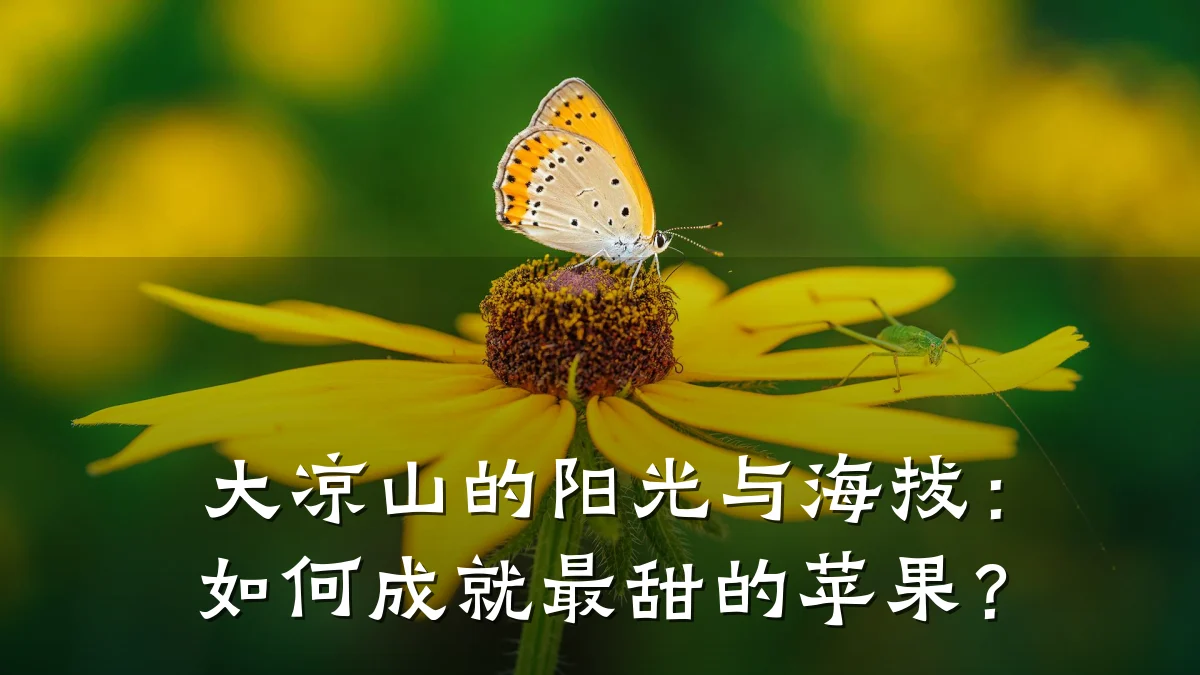 大凉山的阳光与海拔:如何成就最甜的苹果?