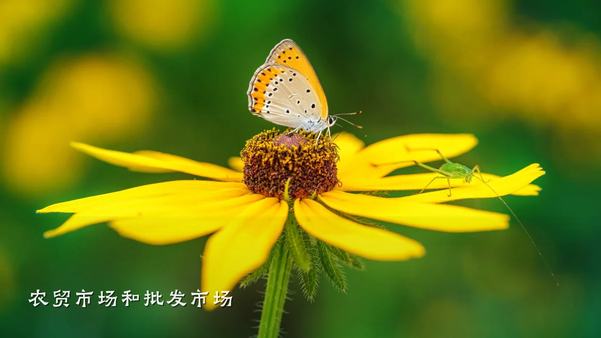 农贸市场和批发市场