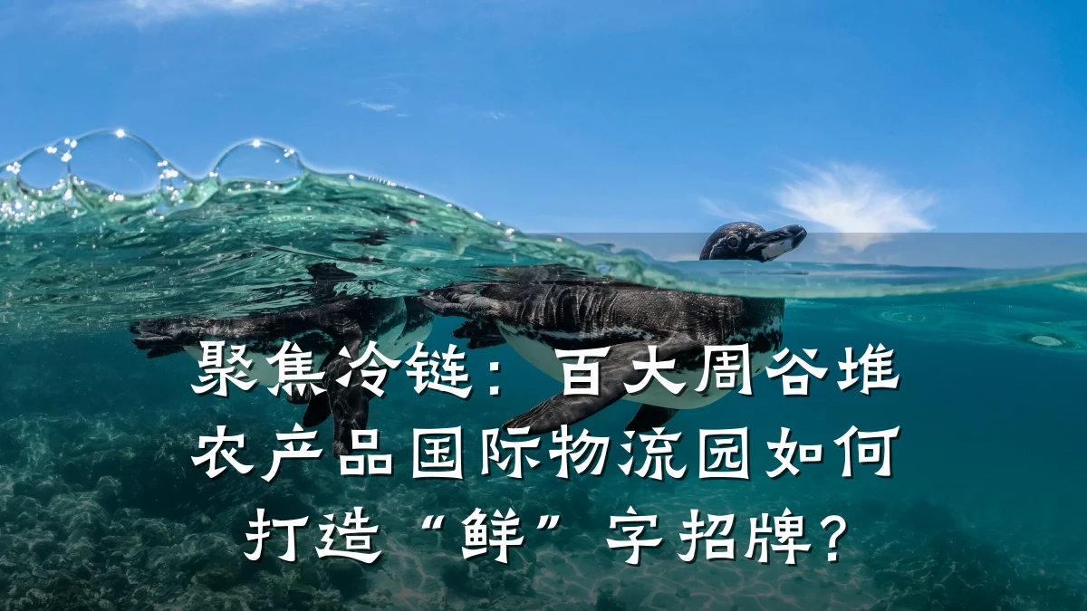 聚焦冷链:百大周谷堆农产品国际物流园如何打造“鲜”字招牌?