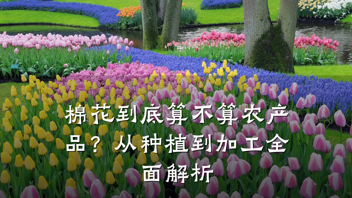 棉花到底算不算农产品?从种植到加工全面解析