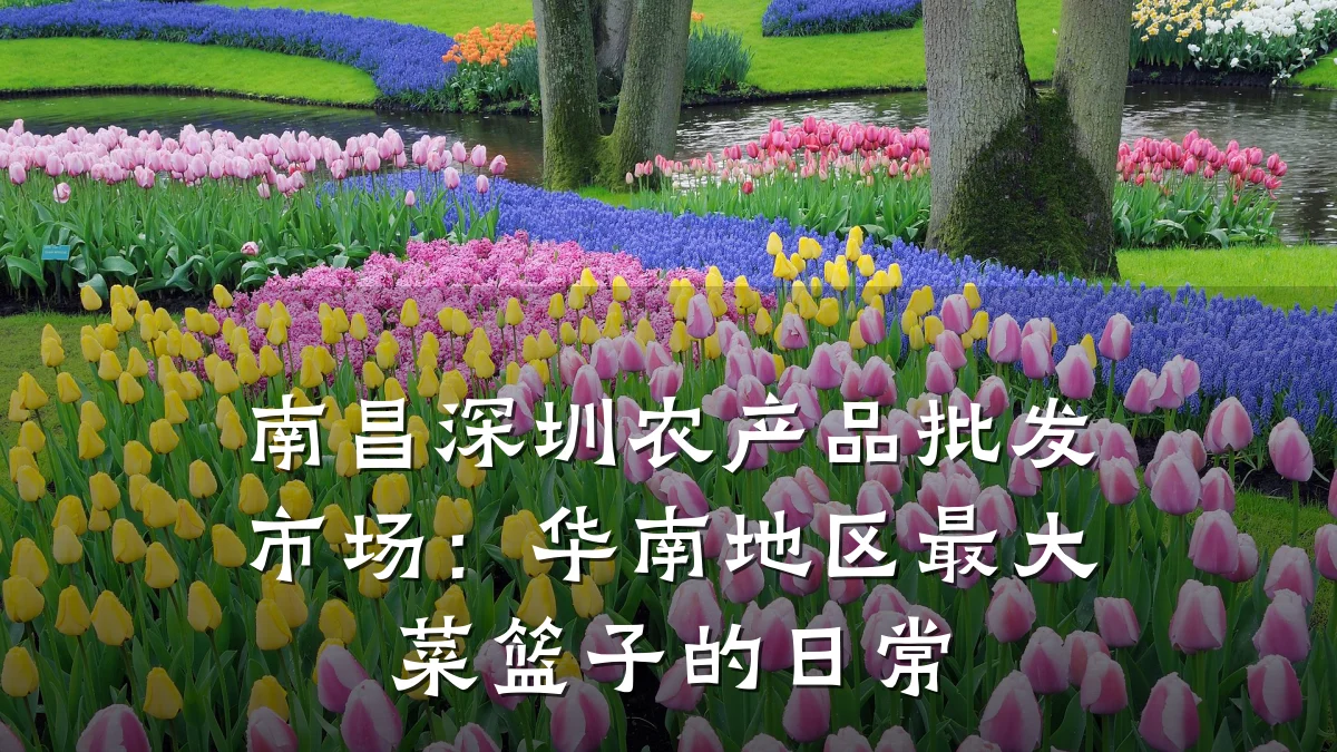 南昌深圳农产品批发市场：华南地区最大菜篮子的日常