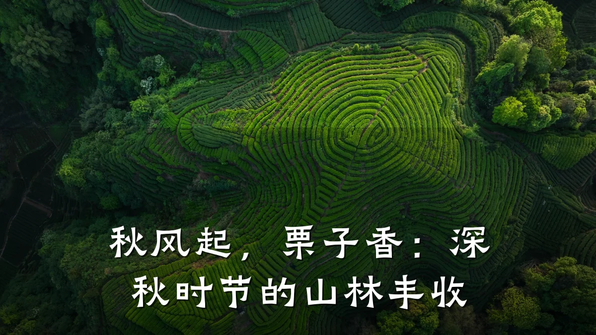 秋风起,栗子香:深秋时节的山林丰收