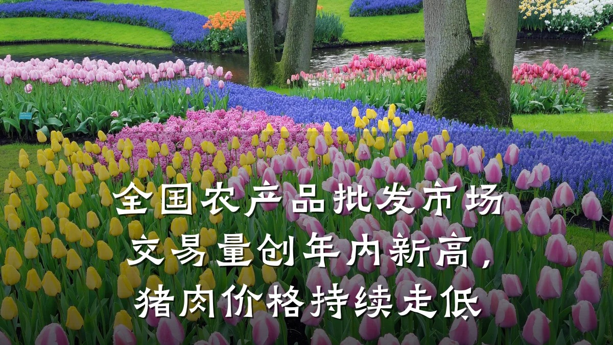 全国农产品批发市场交易量创年内新高,猪肉价格持续走低