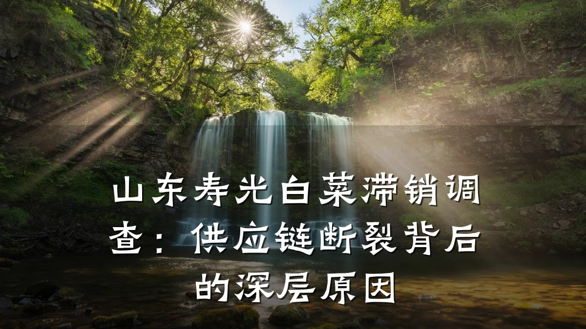 山东寿光白菜滞销调查:供应链断裂背后的深层原因