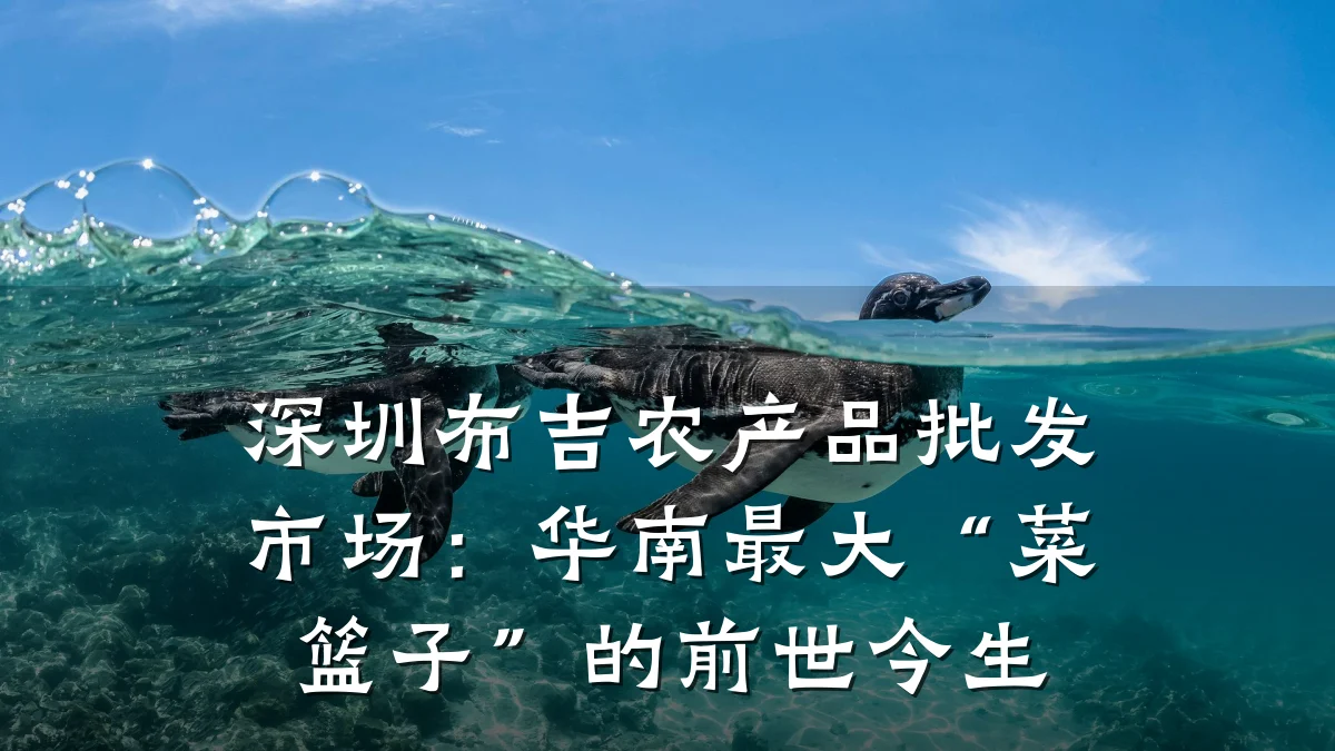 深圳布吉农产品批发市场:华南最大“菜篮子”的前世今生