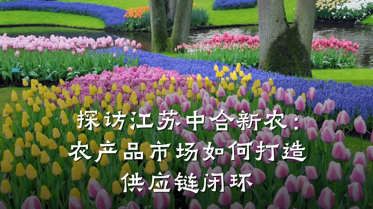 探访江苏中合新农:农产品市场如何打造供应链闭环