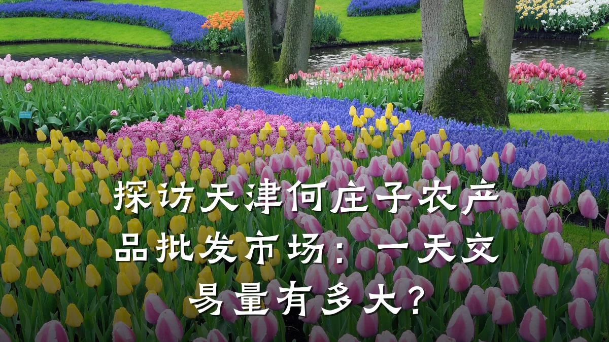 探访天津何庄子农产品批发市场:一天交易量有多大?