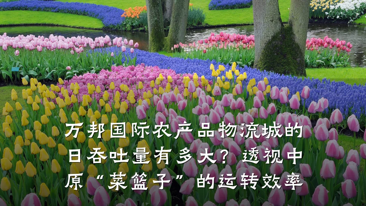 万邦国际农产品物流城的日吞吐量有多大?透视中原“菜篮子”的运转效率