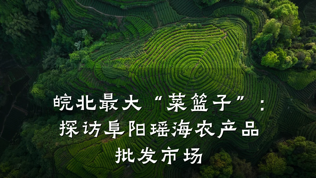皖北最大“菜篮子”：探访阜阳瑶海农产品批发市场