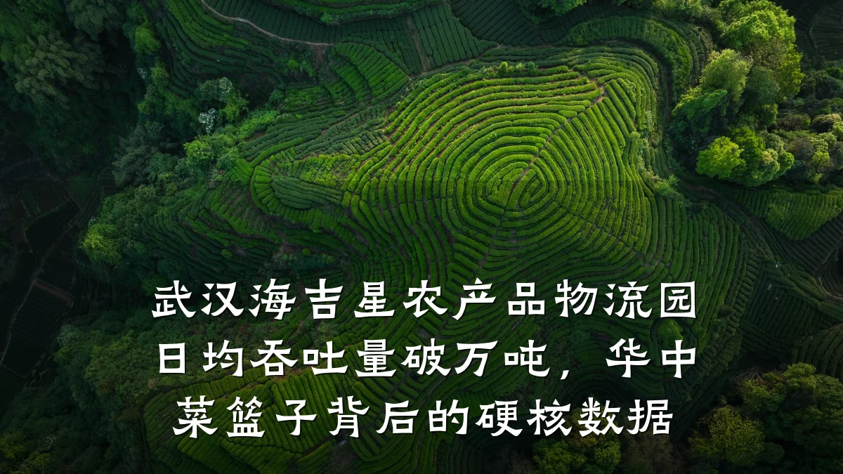 武汉海吉星农产品物流园日均吞吐量破万吨,华中菜篮子背后的硬核数据