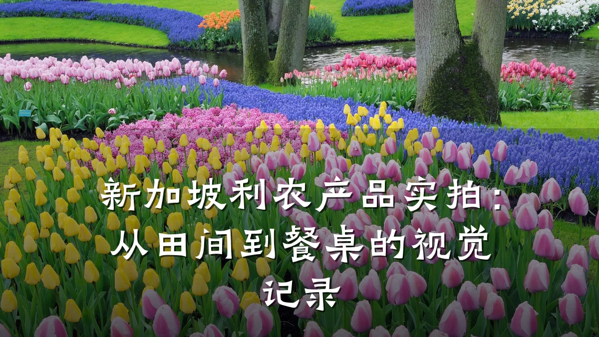 新加坡利农产品实拍：从田间到餐桌的视觉记录