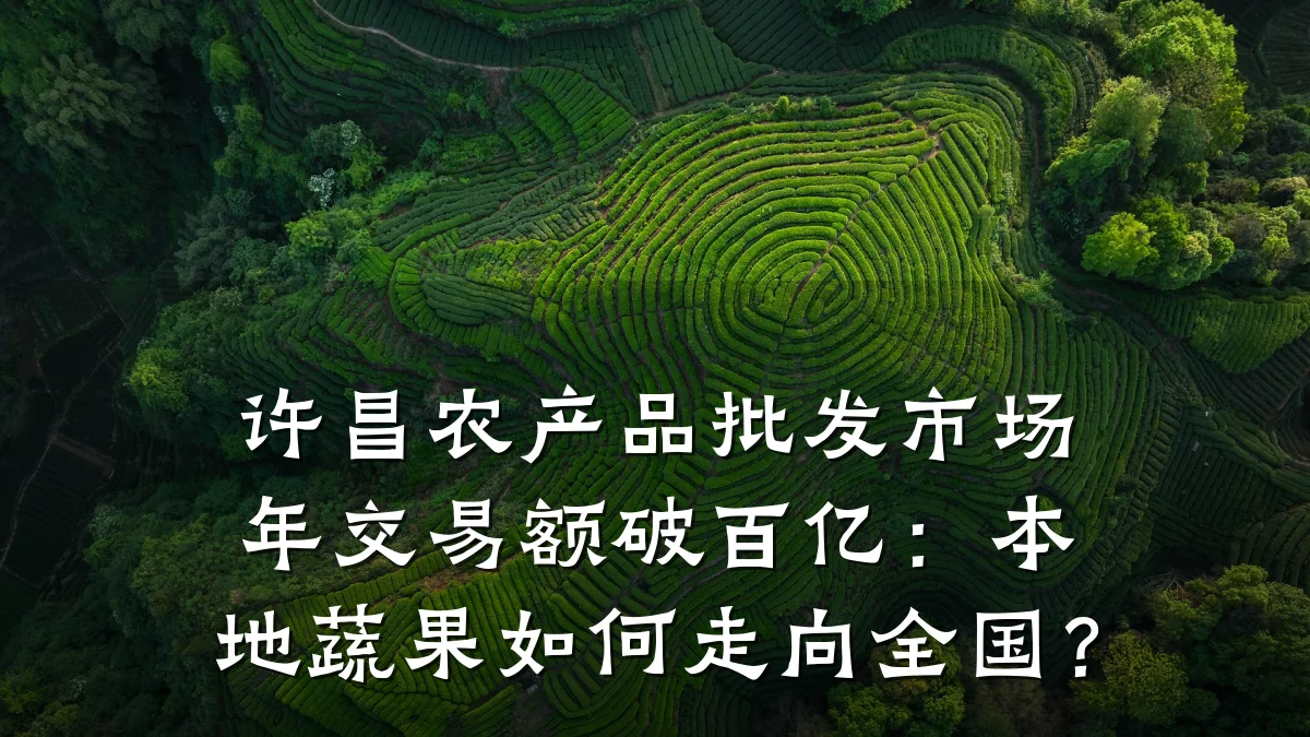 许昌农产品批发市场年交易额破百亿:本地蔬果如何走向全国?