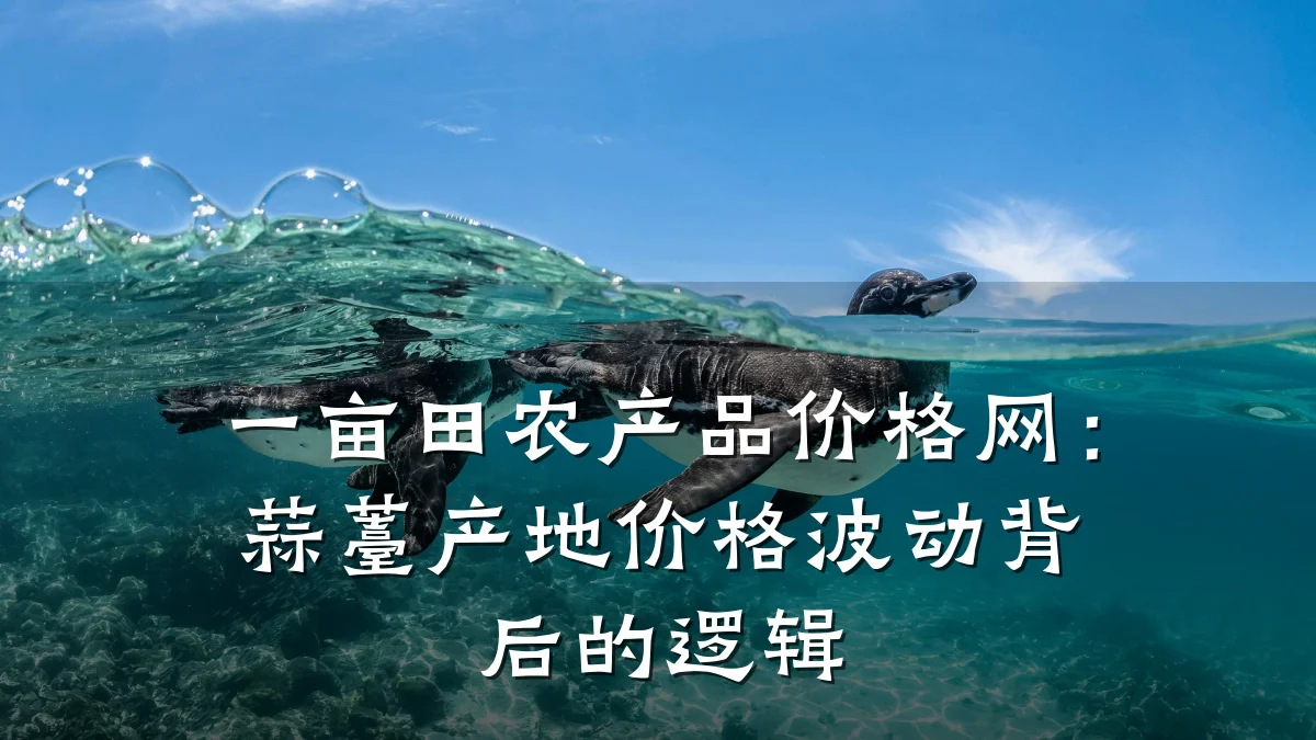 一亩田农产品价格网:蒜薹产地价格波动背后的逻辑